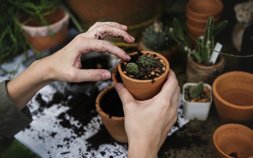 Close up of hands gently potting small succulents